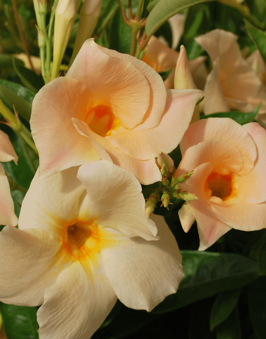 SUNDAVILLE® Apricot | World's No.1 Mandevilla (Dipladenia)