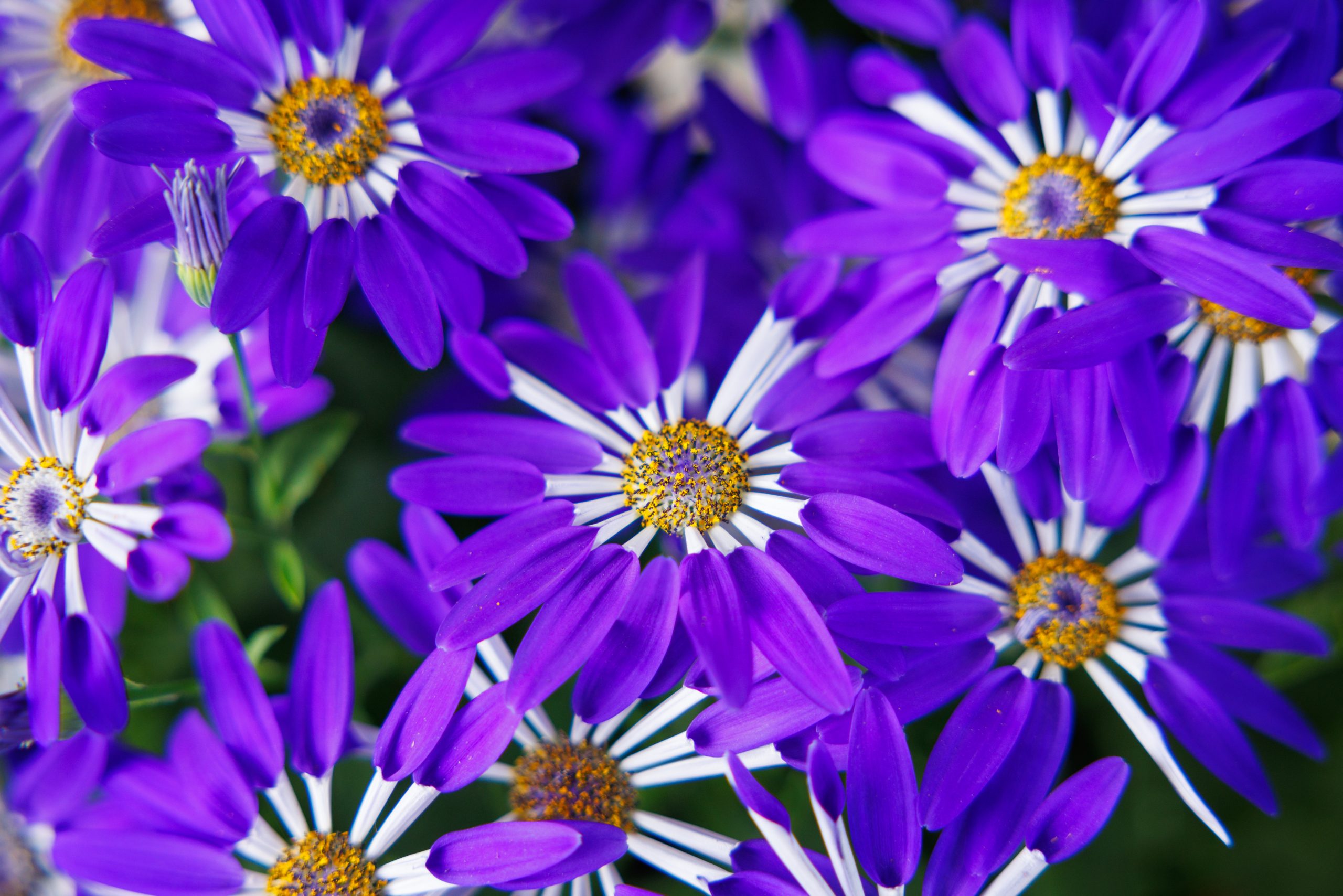 Senetti Pericallis Blue Spoon flowers