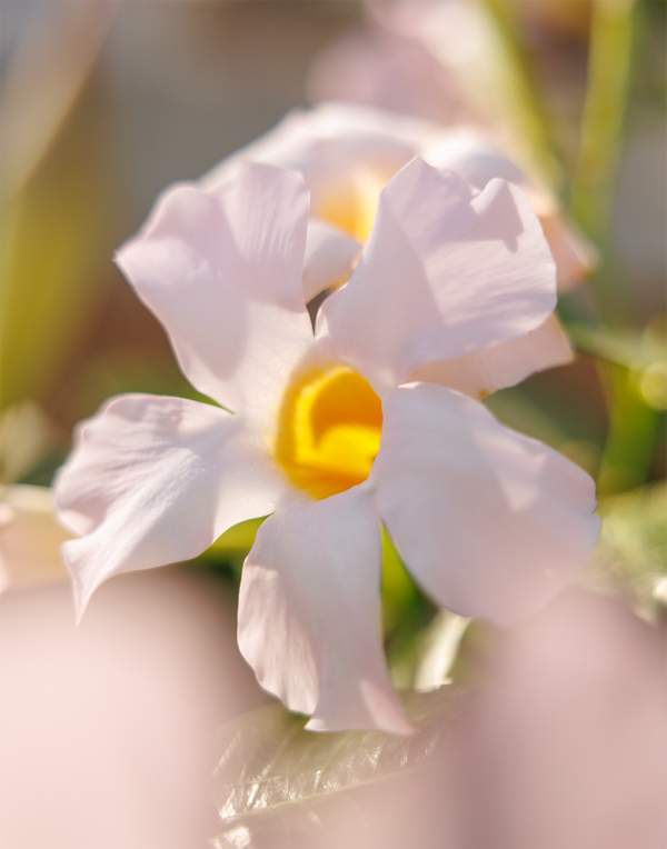 Sundaville® Early Soft White – Suntory Flowers Europe