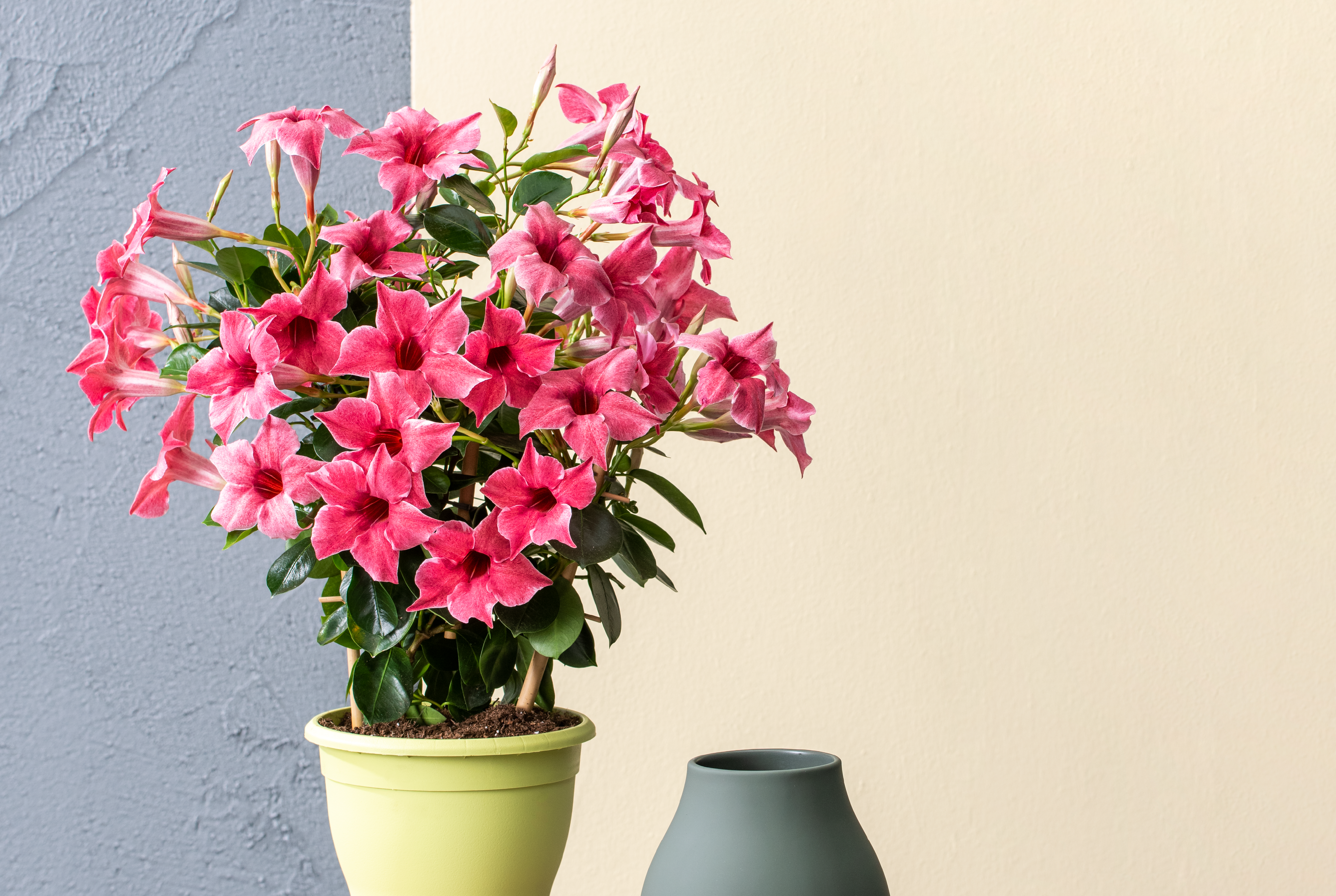 Sundaville® Flamingo Pink - Finished plant