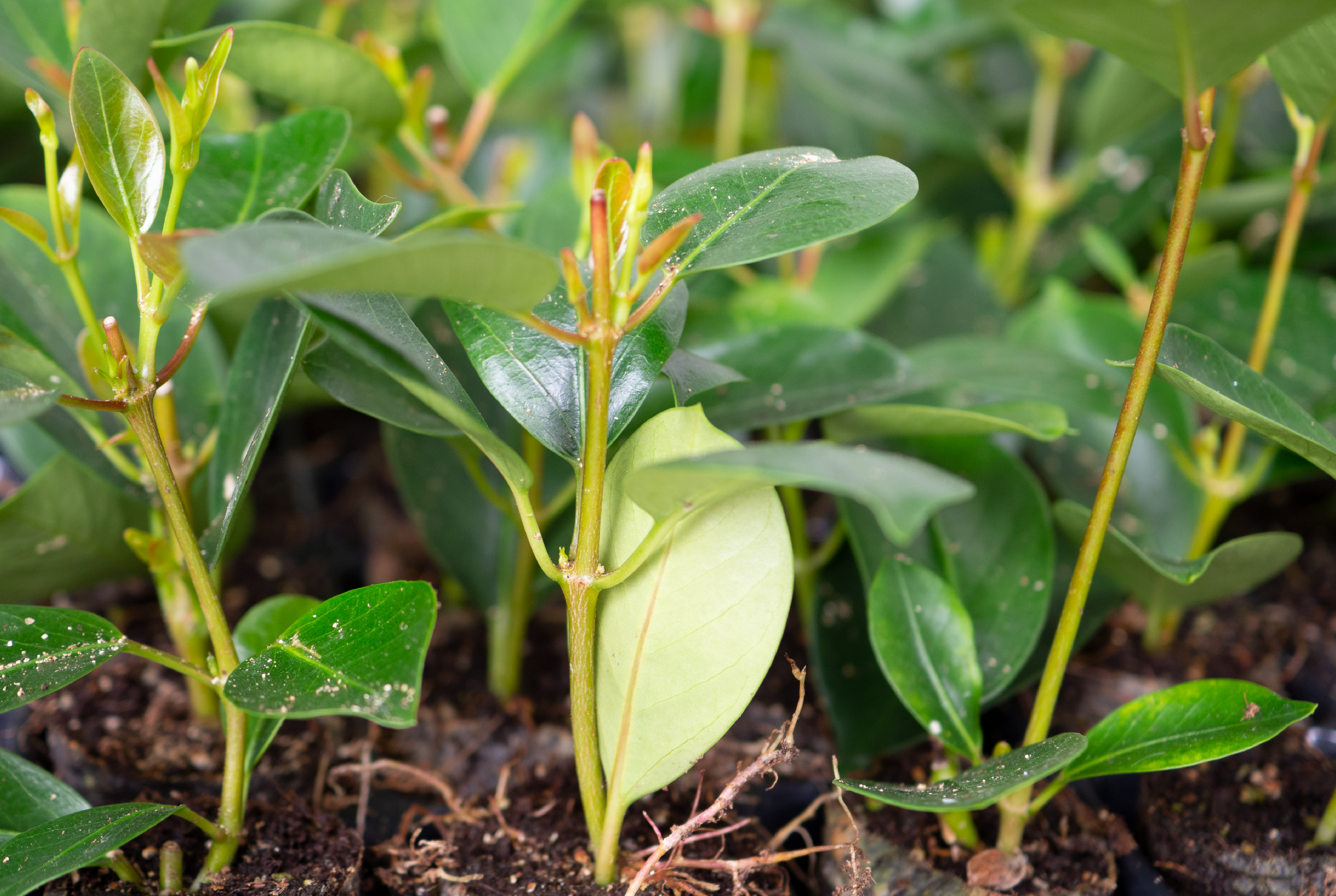 Sundaville® Flamingo Pink - Rooted cuttings