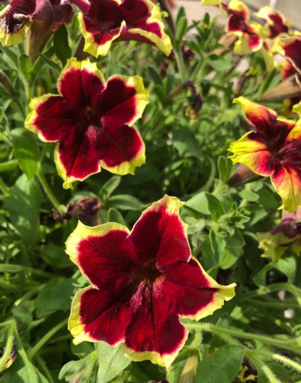 Surfinia® Trailing Burgundy Yellow Picotee | No.1 Original