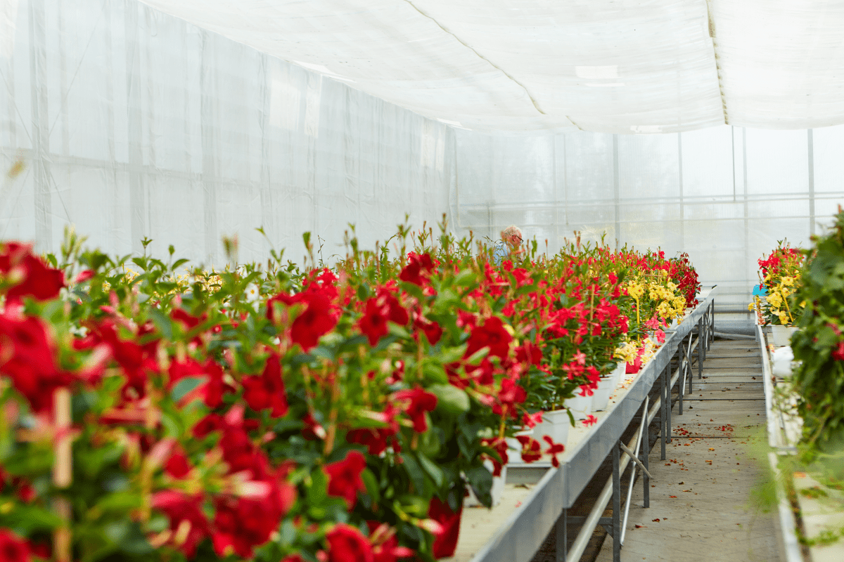 Test Plants | Suntory Flowers Europe