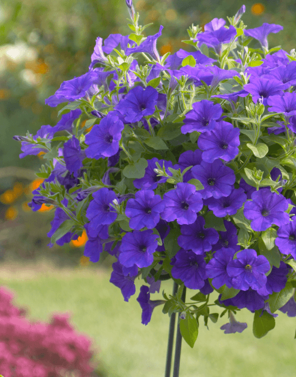 Surfinia Violet | No.1 Original Trailing Petunia