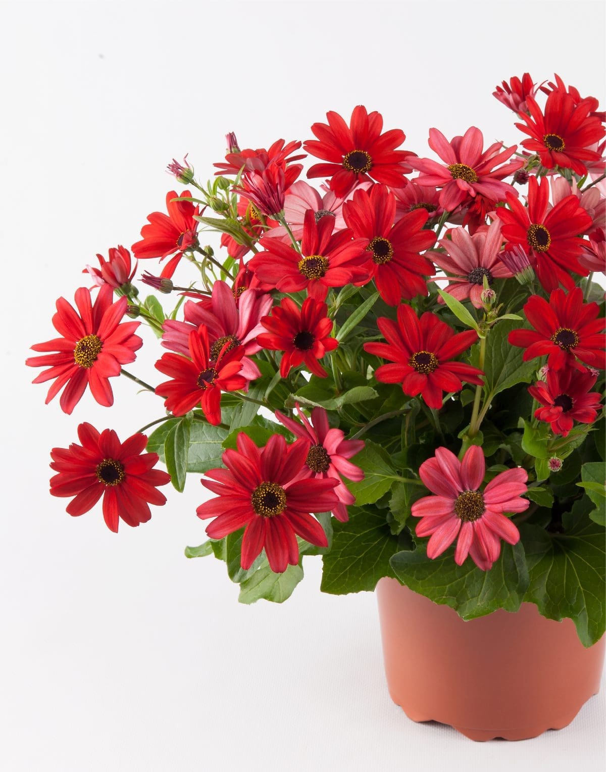 Senetti® Red Orange