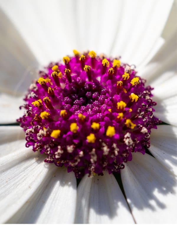Senetti® White Red Eye