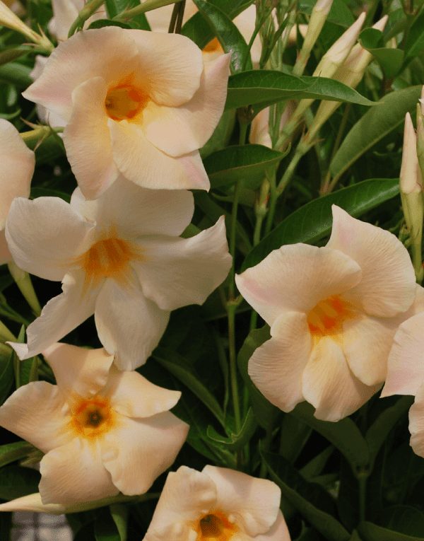 Sundaville® Apricot