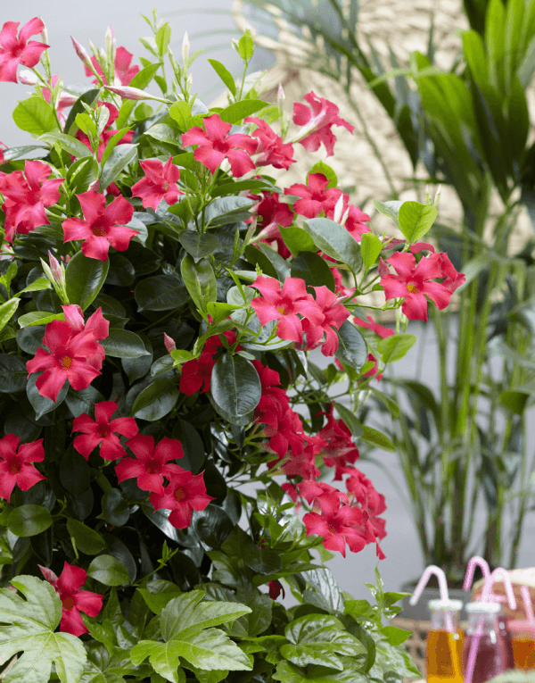 Sundaville® Fuchsia Pink | World's No.1 Mandevilla (Dipladenia)
