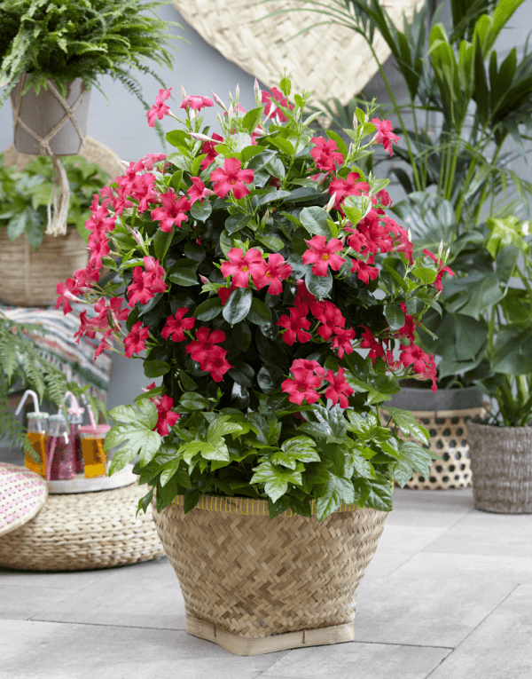 Sundaville® Fuchsia Pink