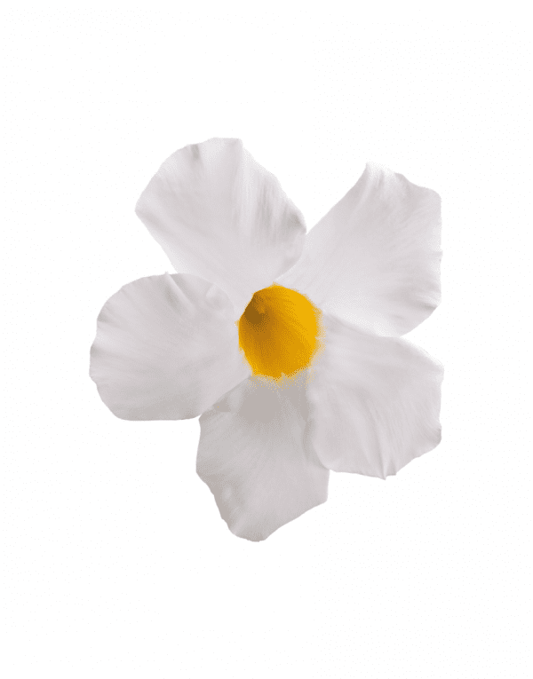 Sundaville Grand White | World's No.1 Mandevilla (Dipladenia)