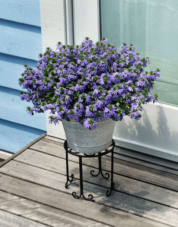 Surdiva® Light Blue | A heat-tolerant bedding plant with low