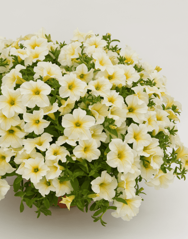 Surfinia® Trailing Yellow