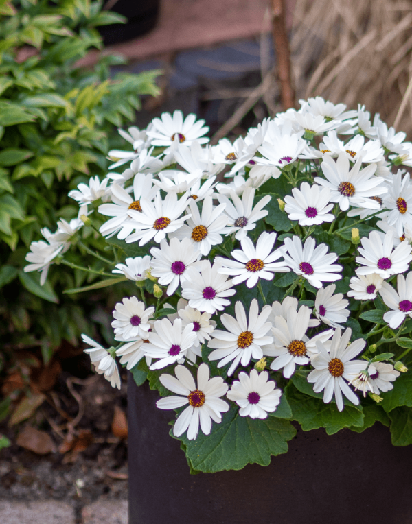 Senetti® White Red Eye