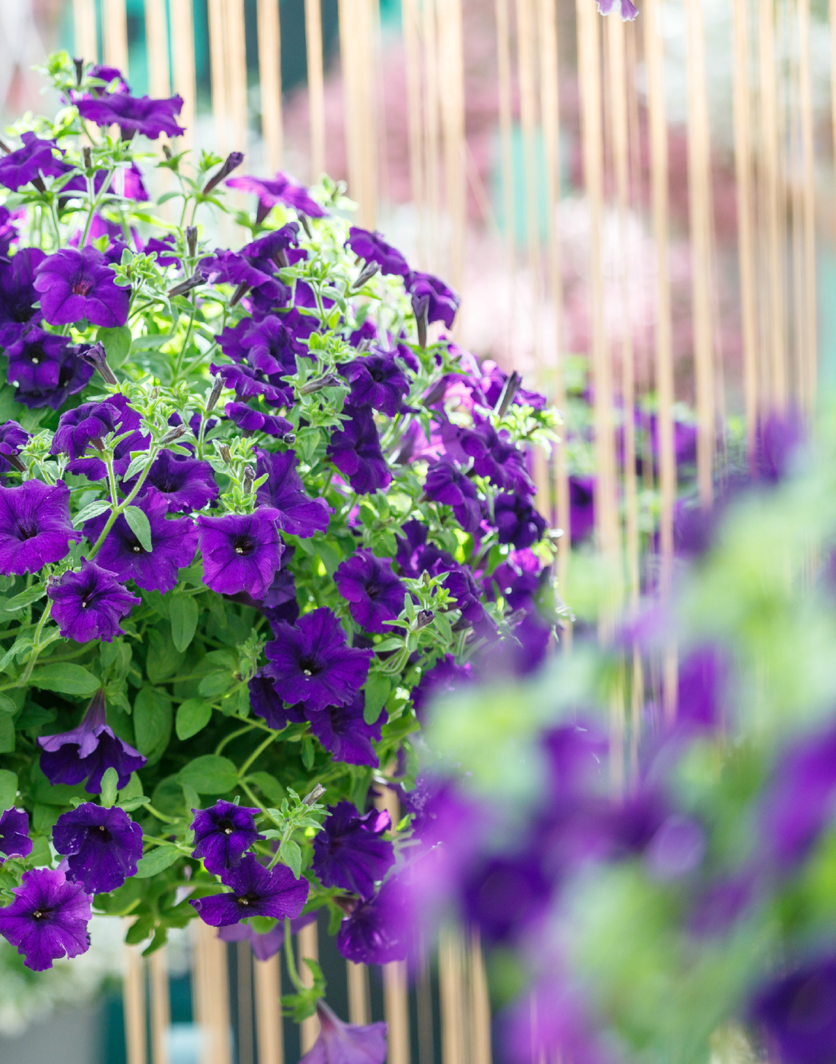 Surfinia® Trailing Violet