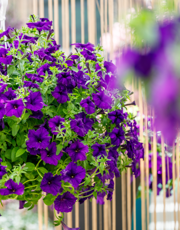 Surfinia® Trailing Violet