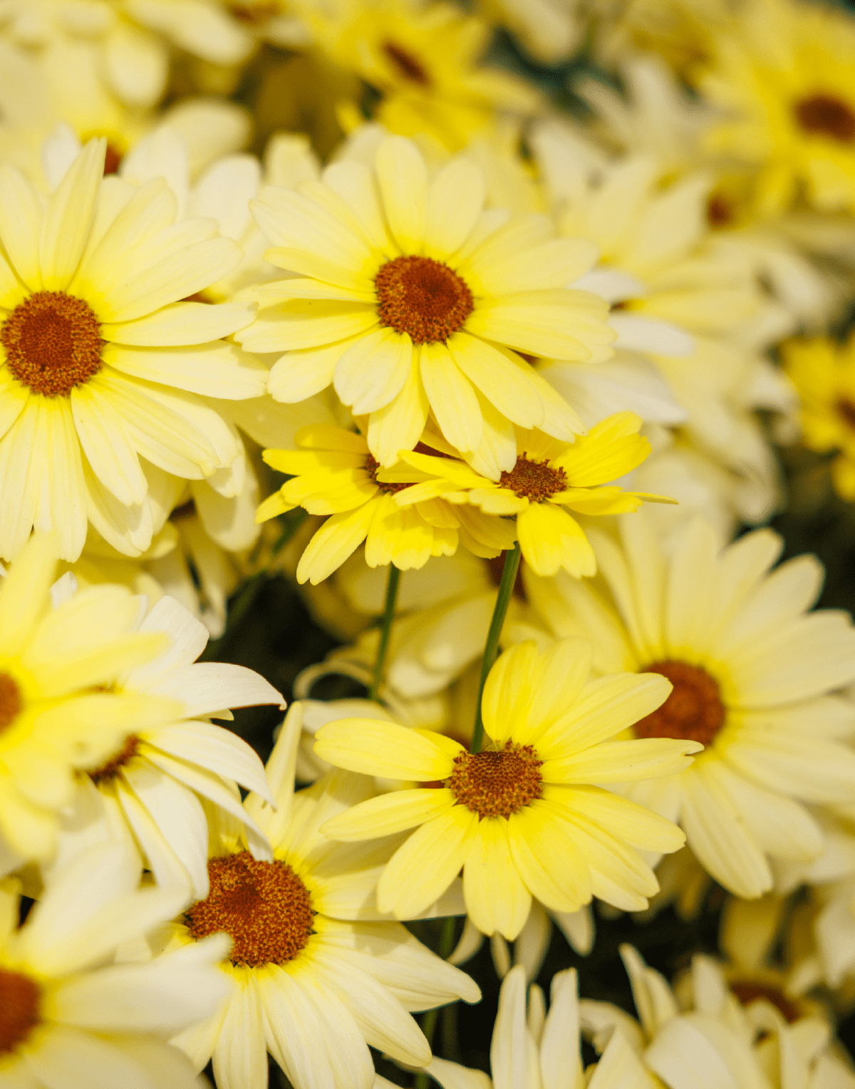 Grandaisy® Yellow Sunshine