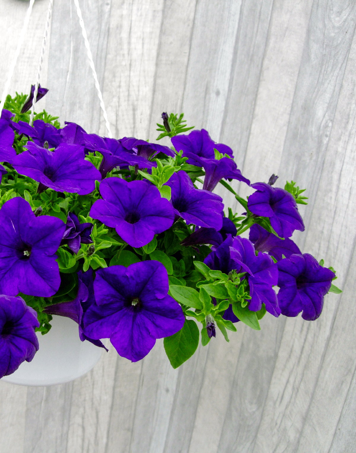 Surfinia® Trailing Violet