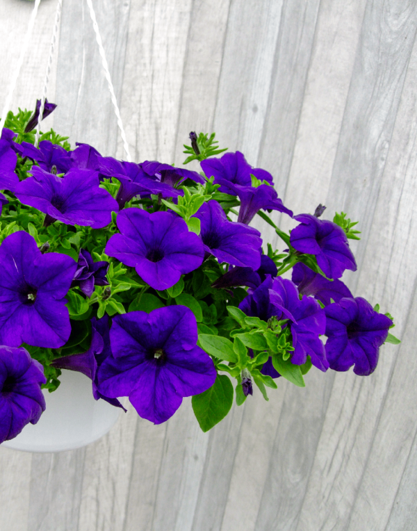Surfinia® Trailing Violet | No.1 Original Trailing Petunia