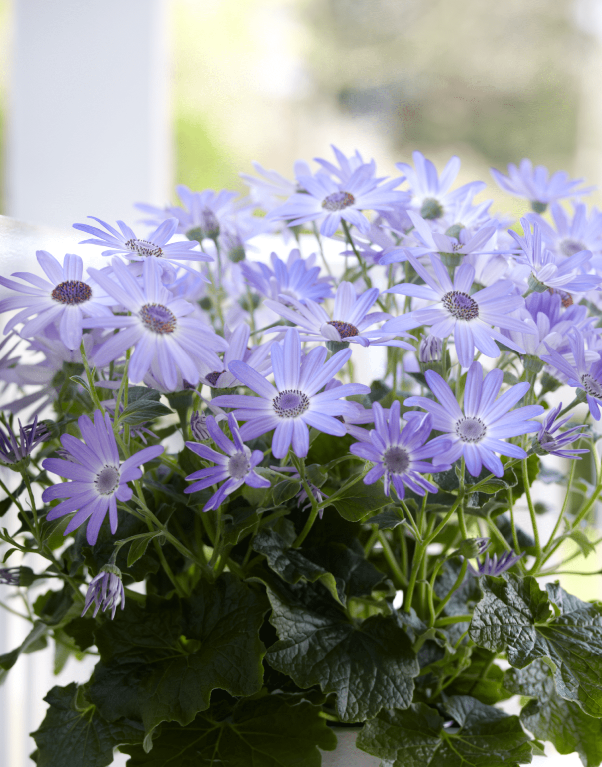 Senetti® Lavender