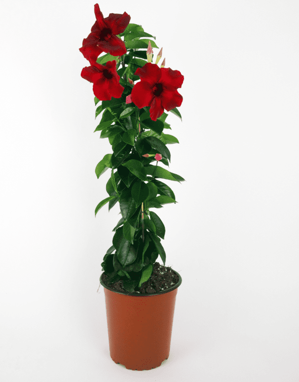Sundaville® Carmine XXL | World's No.1 Mandevilla (Dipladenia)