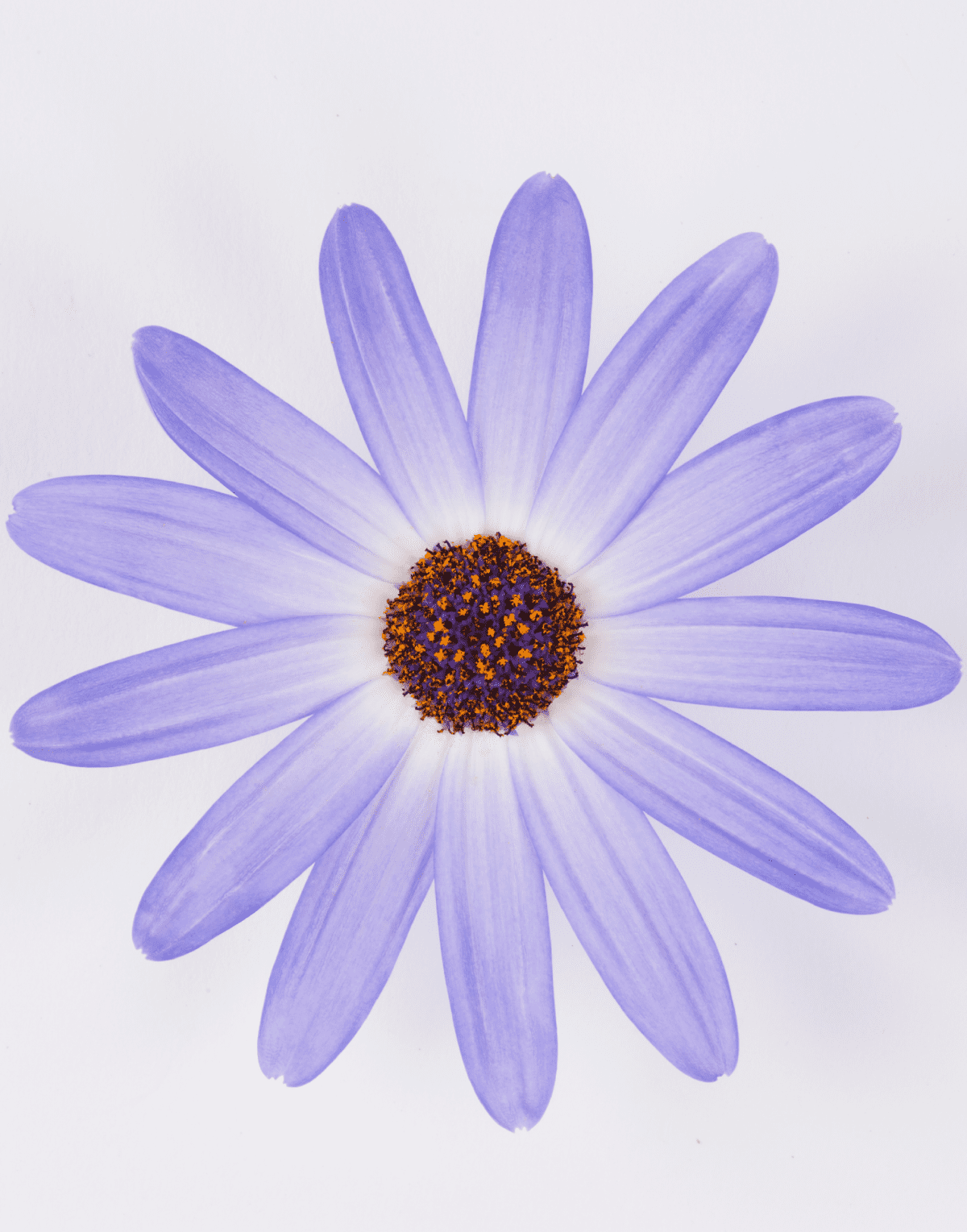 Senetti® Lavender