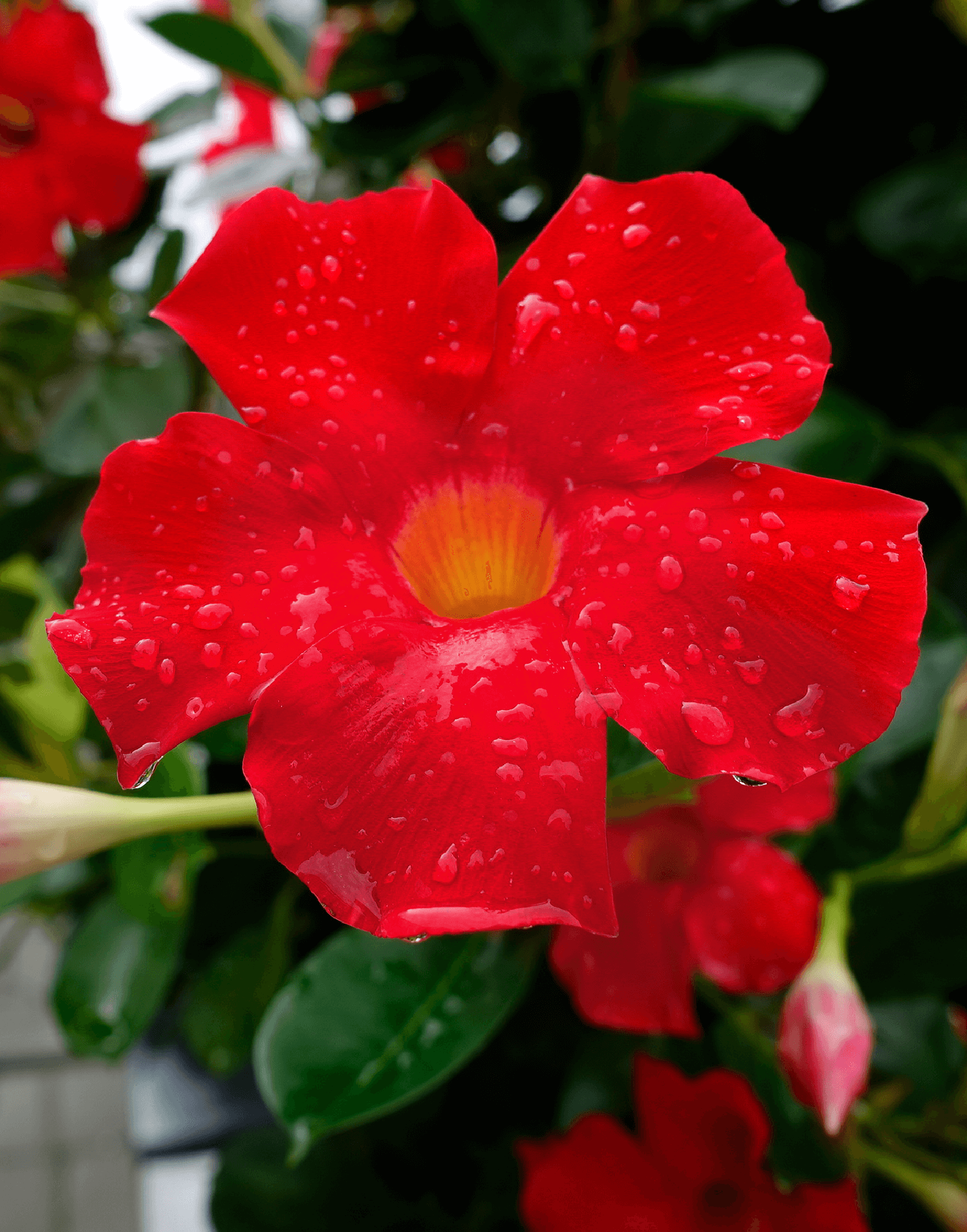 Sundaville® Early Scarlet