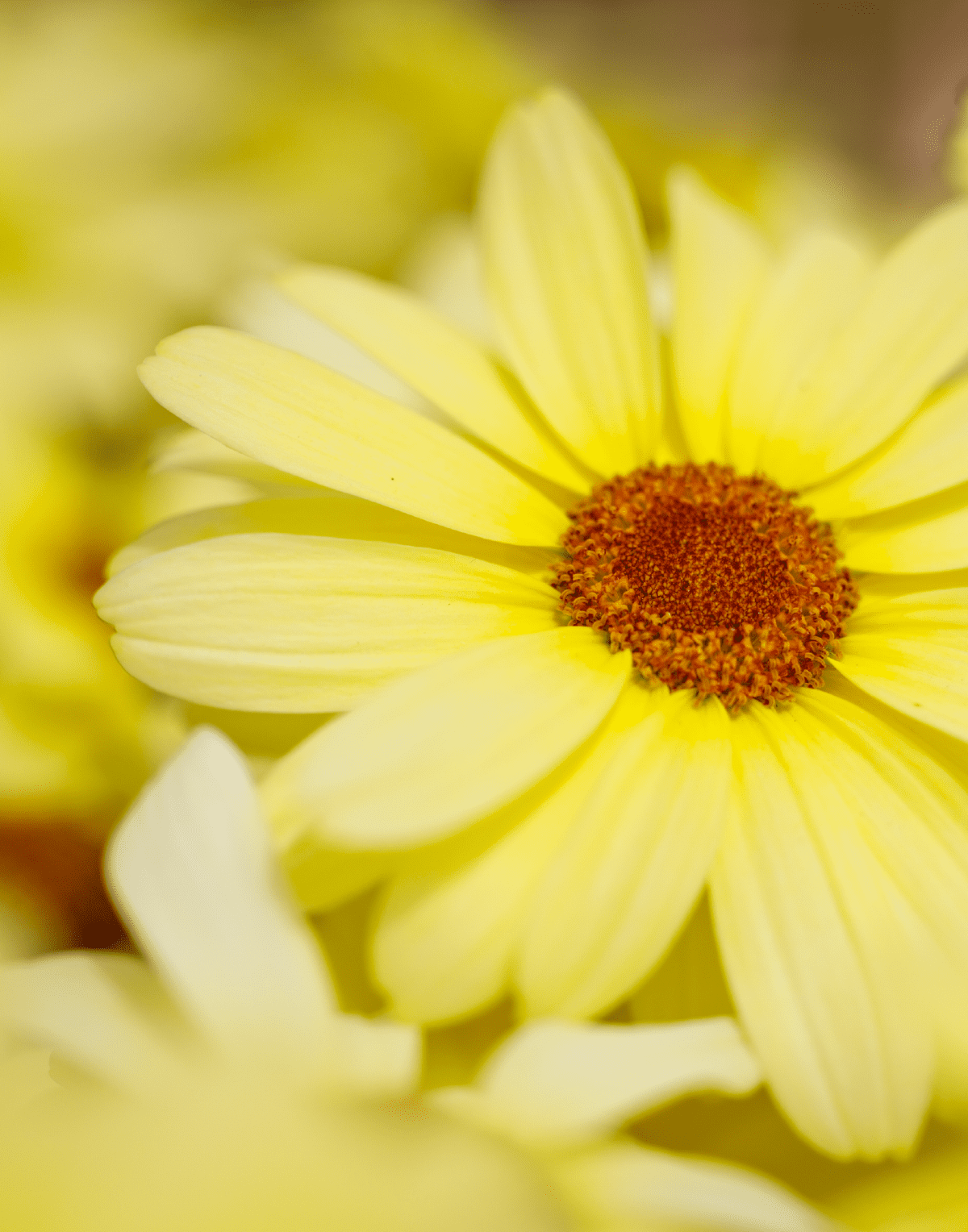 Grandaisy® Yellow Sunshine