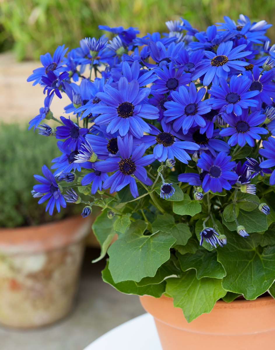 Senetti® Super Blue