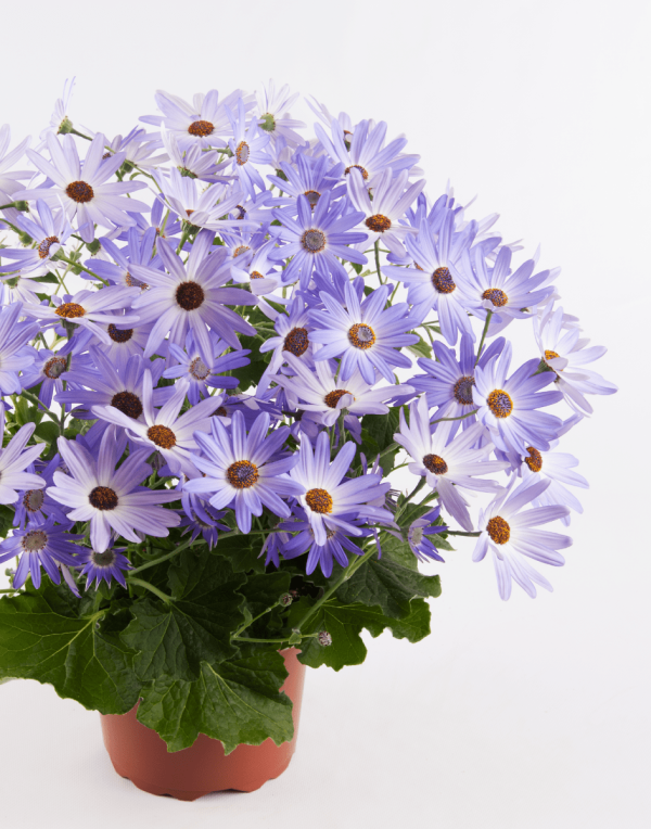 Senetti® Lavender