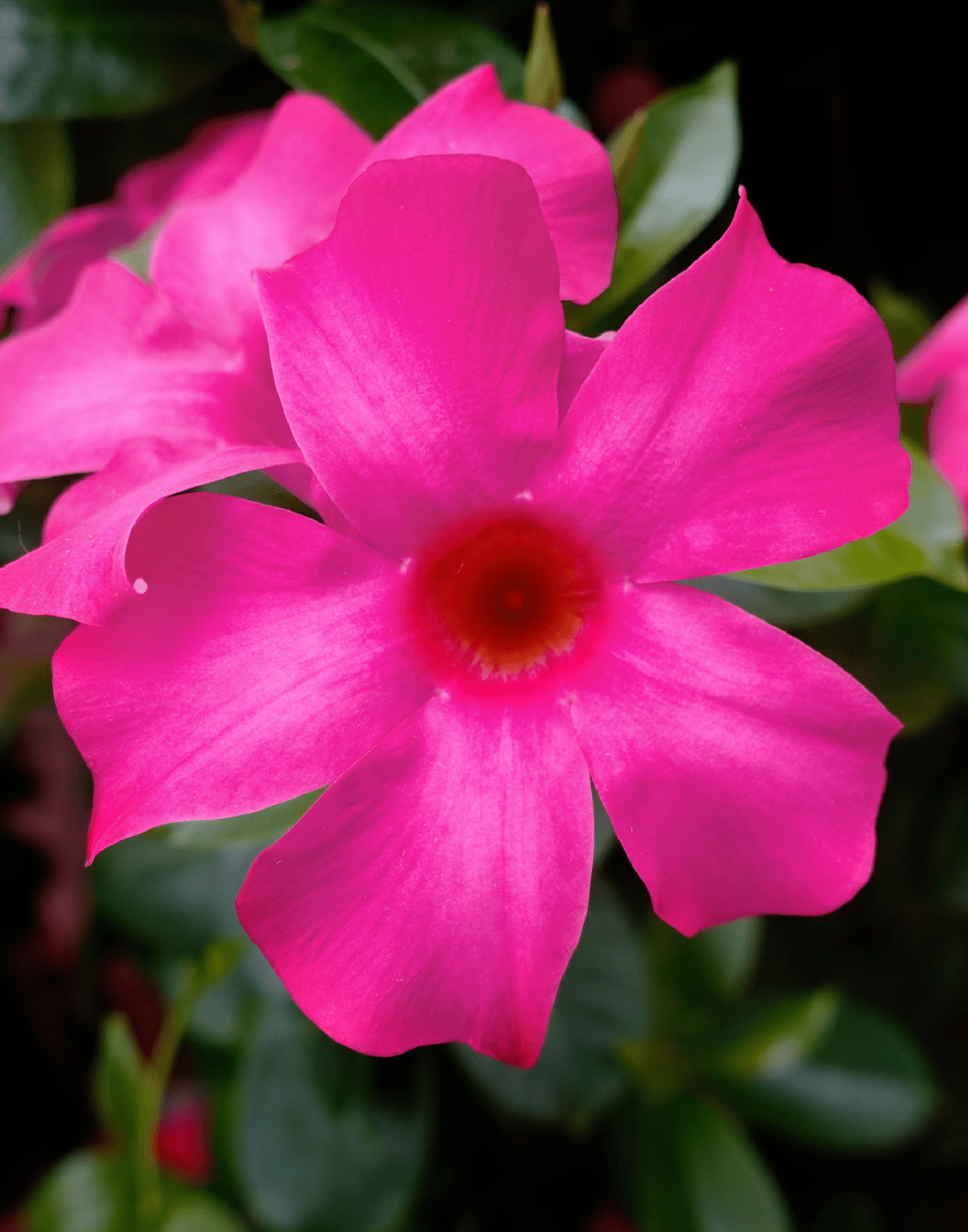 Sundaville® Fuchsia Pink