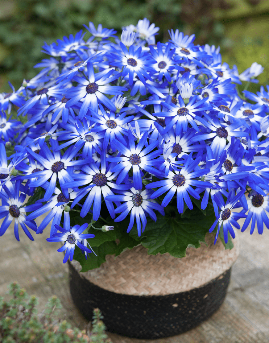 Senetti® Blue White XXL