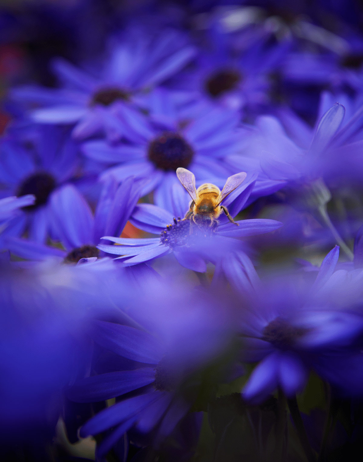 Senetti® Super Blue