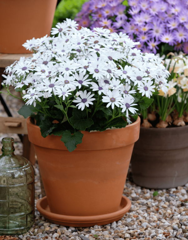 Senetti® White