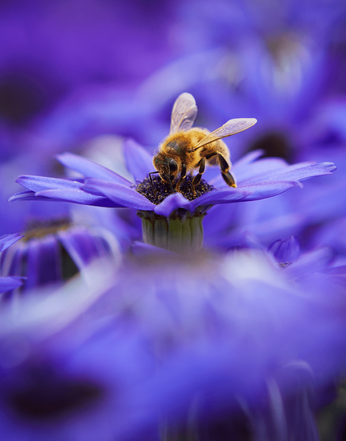 Senetti® Super Blue