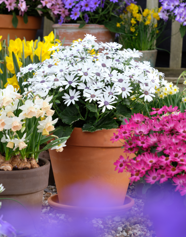 Senetti® White