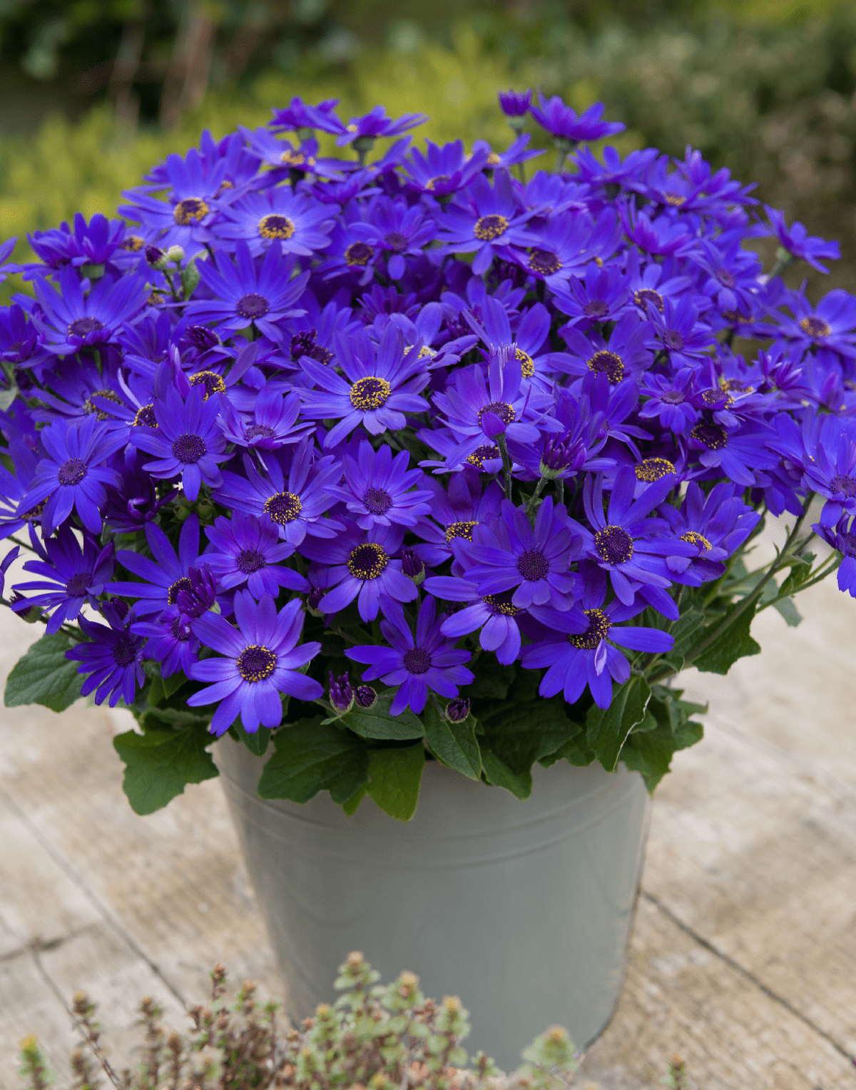 Senetti® Kobalt Blue