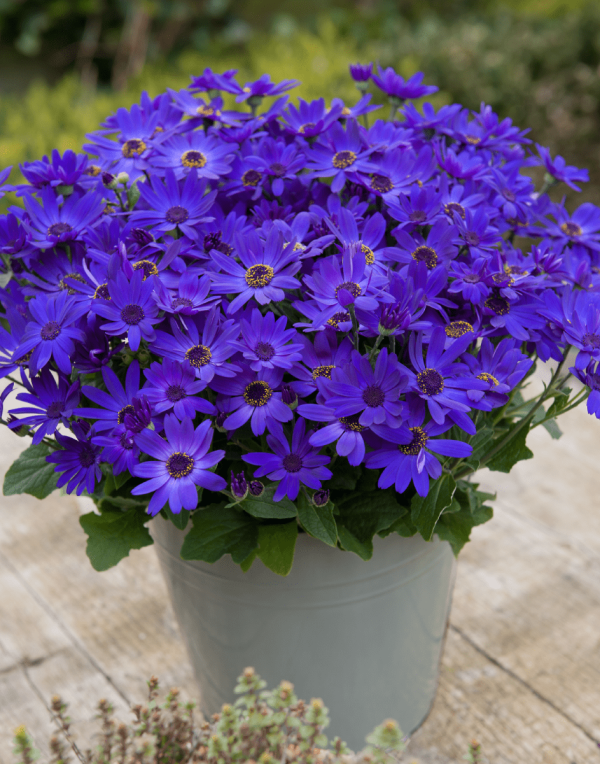 Senetti® Kobalt Blue