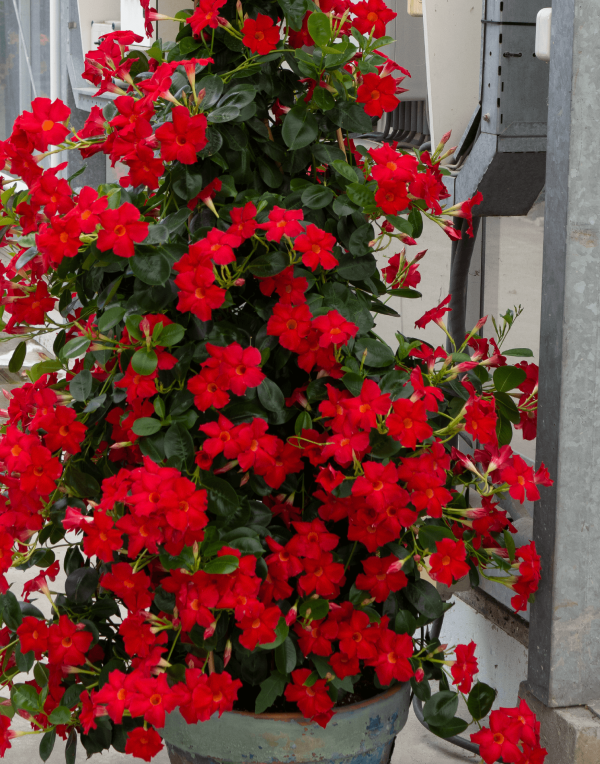 Sundaville® Early Scarlet