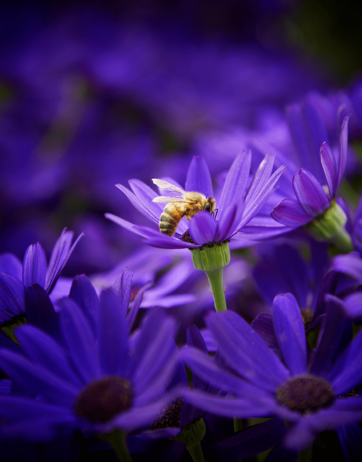 Senetti® Kobalt Blue