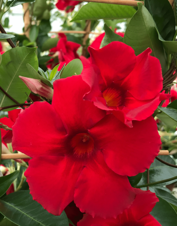 Sundaville® Carmine XXL | World's No.1 Mandevilla (Dipladenia)