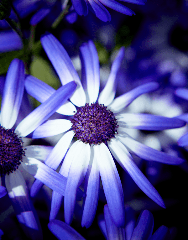 Senetti® Blue White XXL