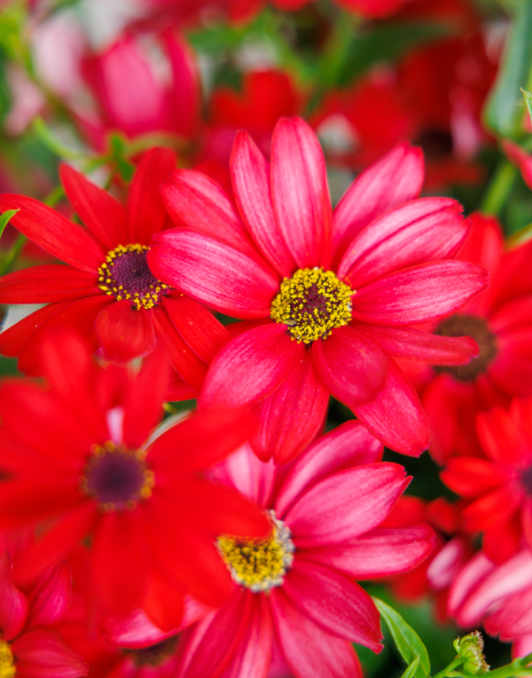 Senetti® Red Orange