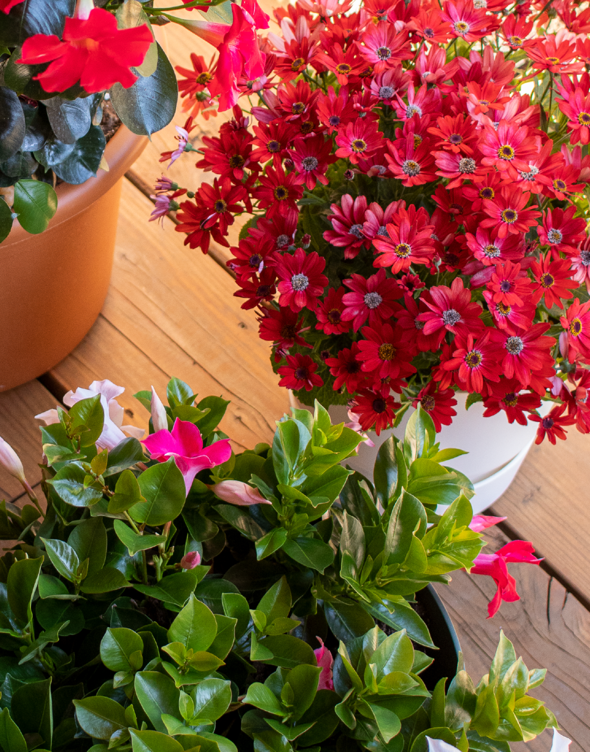 Senetti® Red Orange