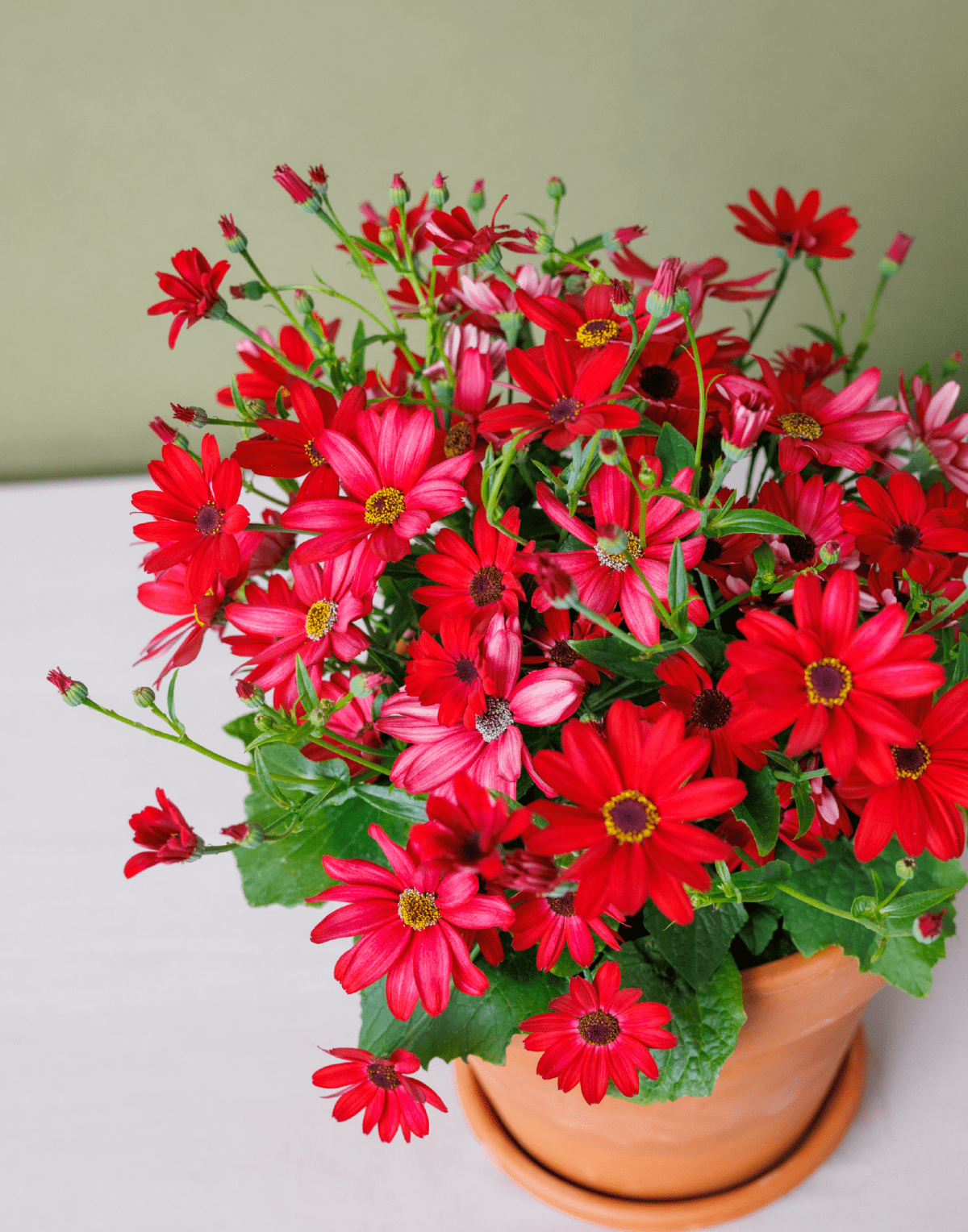 Senetti® Red Orange