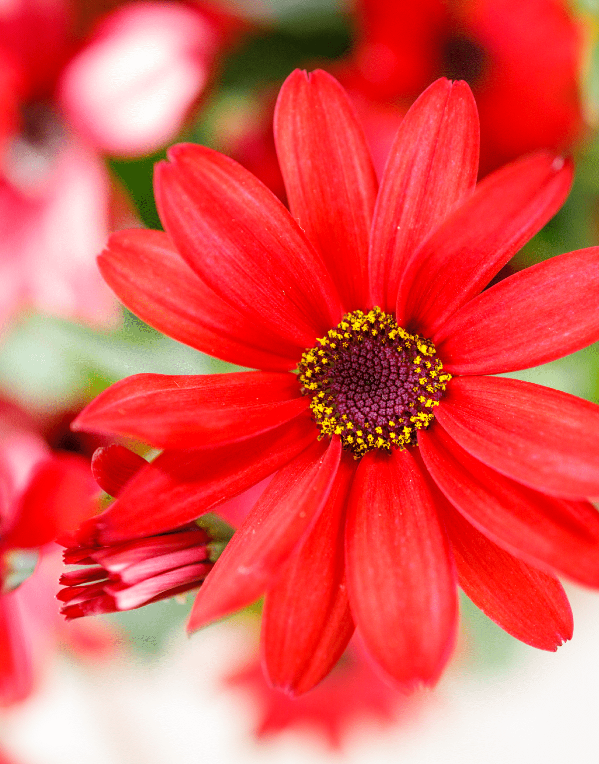 Senetti® Red Orange