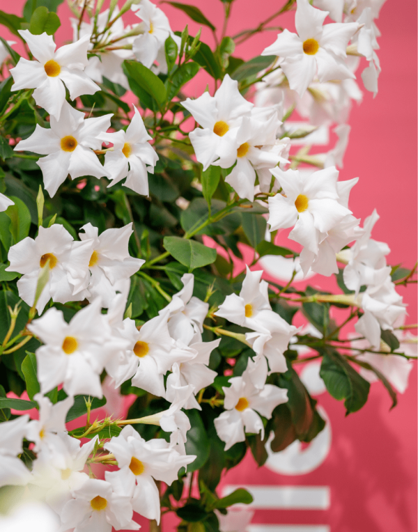 Sundaville® Big White – Suntory Flowers Europe