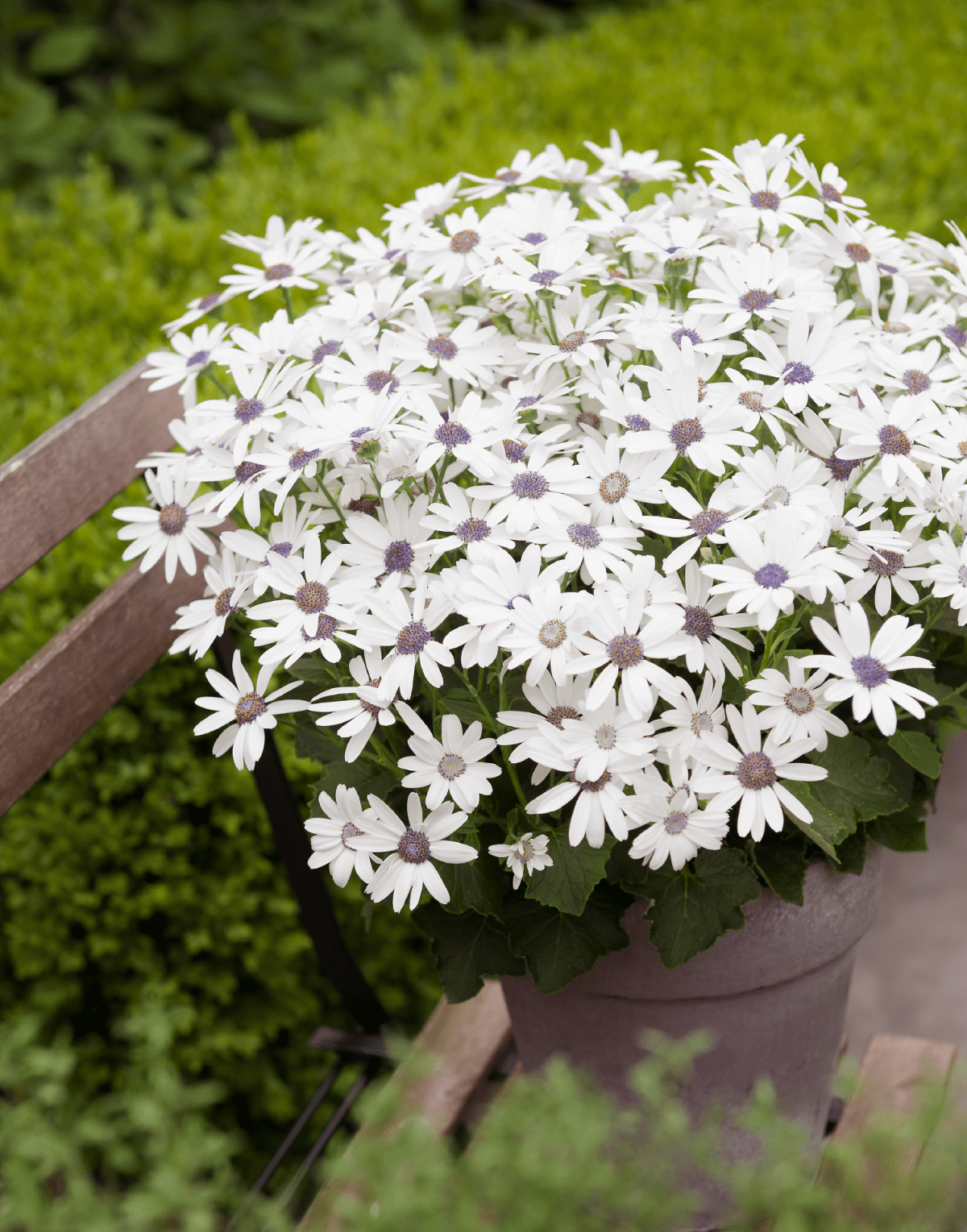 Senetti® White