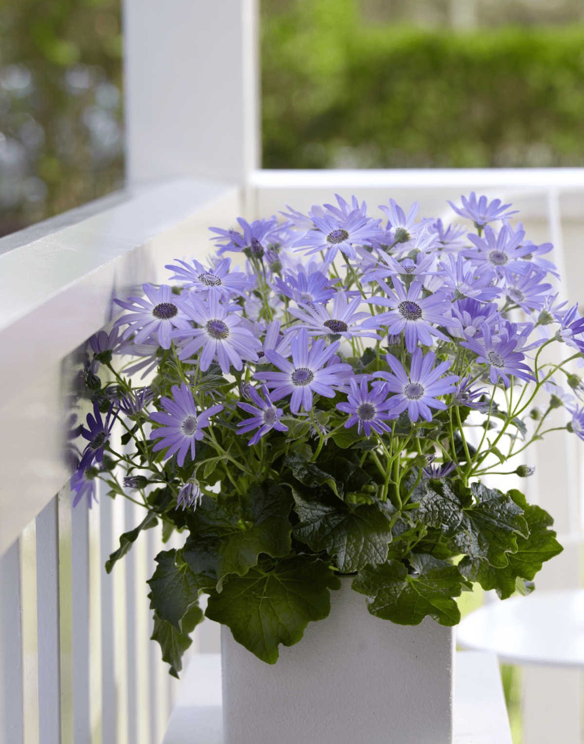 Senetti® Lavender