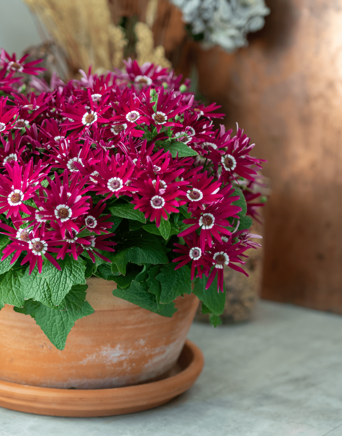 Senetti® Purper Red White Halo