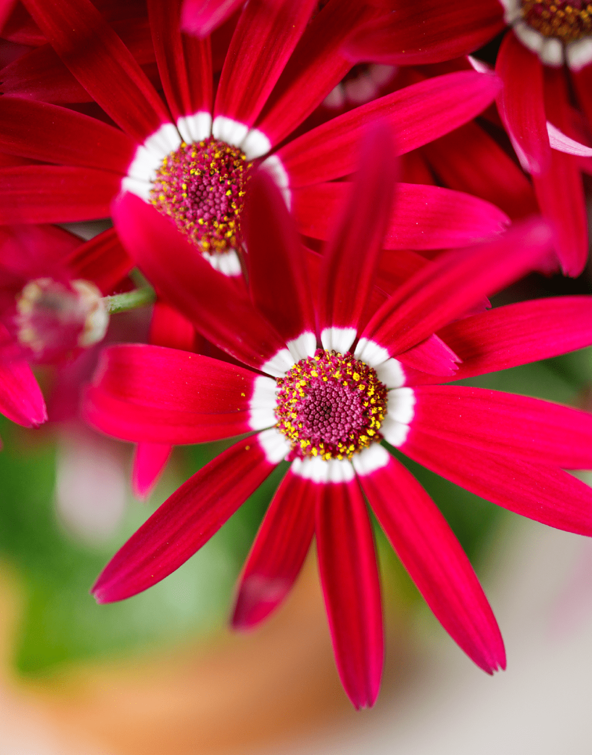 Senetti® Purper Red White Halo